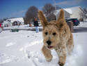 Snowy Dog