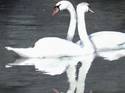 Swan Couple