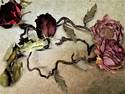 Dried Roses