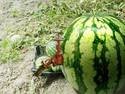 Watermelon valve