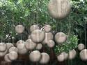 Rubber Ball Tree