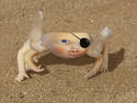 Baby Crab