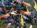 Koi Pond