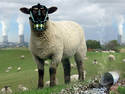 Pee-Ewe