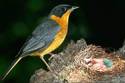 Robin Nest