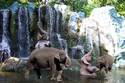 Elephant play in the Dam