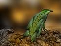 Lizard bird