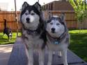 Huskies