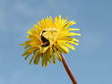 DandyLion