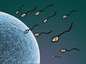 Fertilization