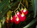 Ripe berries