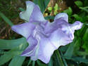 Blooming Iris