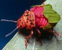 rose bug