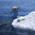 Grey Seal and Her Pup