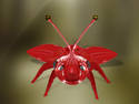 Red bug