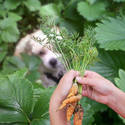 Garden dog and carrots