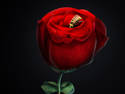 Katrinas Rose