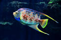 Exotic Tile Fish