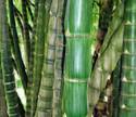 Bamboo Forest