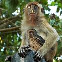 Bizarre owl and monkey