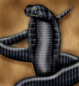 Black Cobra