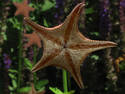 Starfish Plant