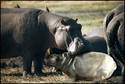 Baby Hippo (Albino)