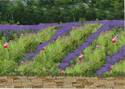 Lavendar Fields