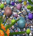 Colorful Shells