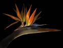 Bird Of Paradise