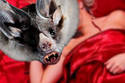 Vampire Bat