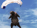 Bearatrooper