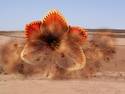 sandworm