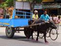 Blue cart