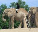 elephant ride