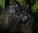  ~ Wood Wolf ~