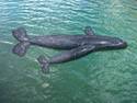 Right Whales