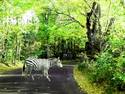 Zebra Crossing