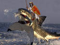 Shark Jousting