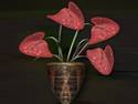 Anthurium