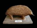 SHORT NAILED ECHIDNA