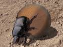 Buckminster Scarab