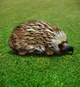 Hedgehawk...