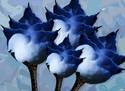 Bluebirds