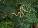 Tree Snake