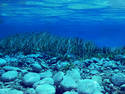 underwater rocks