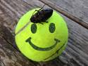 Dead Bug on Smiley Face.