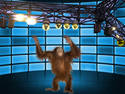 Monkey show