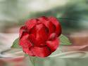 Red rose