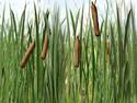 Typha latifolia